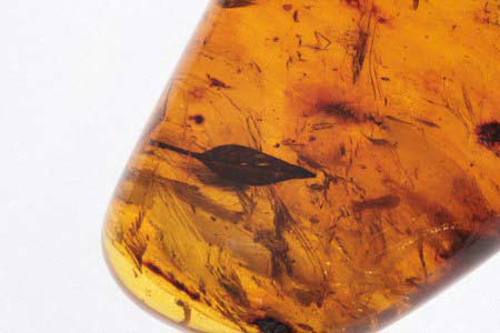 Pièce d'ambre de la baltique